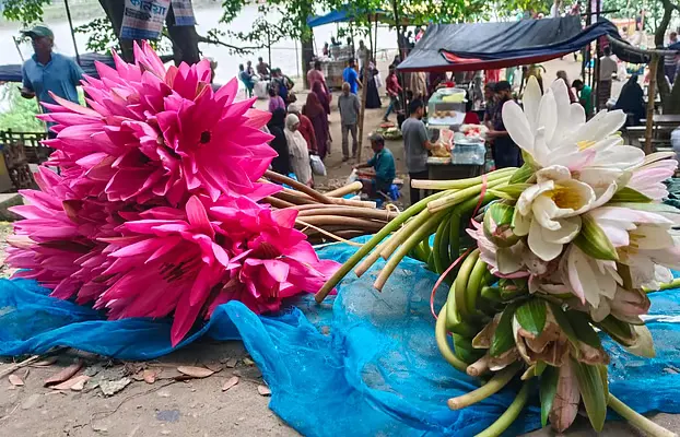 বিক্রির জন্য তুলে আনা হয়েছে লাল ও সাদা শাপলা। 
