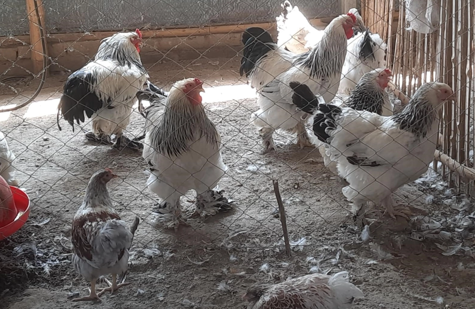 বিদেশি মুরগি পালনে পুঠিয়ার শাহাবুদ্দিনের সফলতা