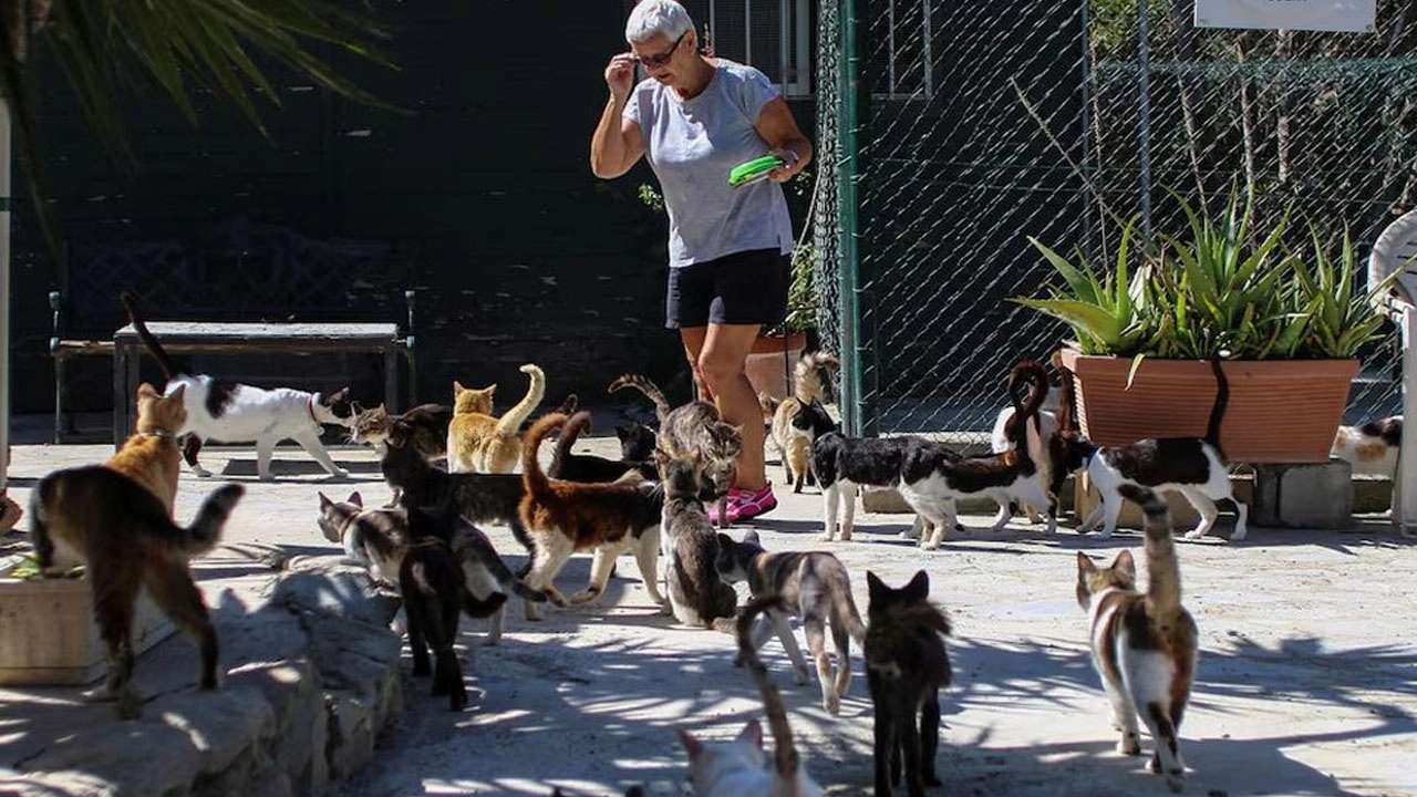 এ দেশে মানুষের চেয়ে বিড়াল বেশি