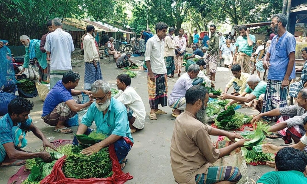 চাঁপাইনবাবগঞ্জের পান চাষিরা