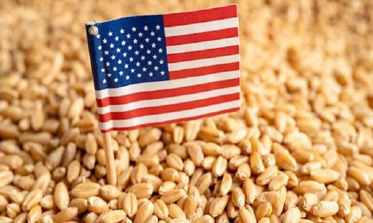 বাংলাদেশ-যুক্তরাষ্ট্র সমঝোতায় আসছে ৫৭ হাজার টন গম