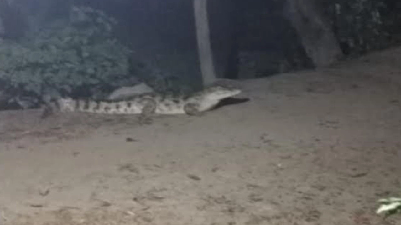 লৌহজংয়ে লোকালয়ে কুমির আতঙ্কে পদ্মাপাড়ের মানুষ