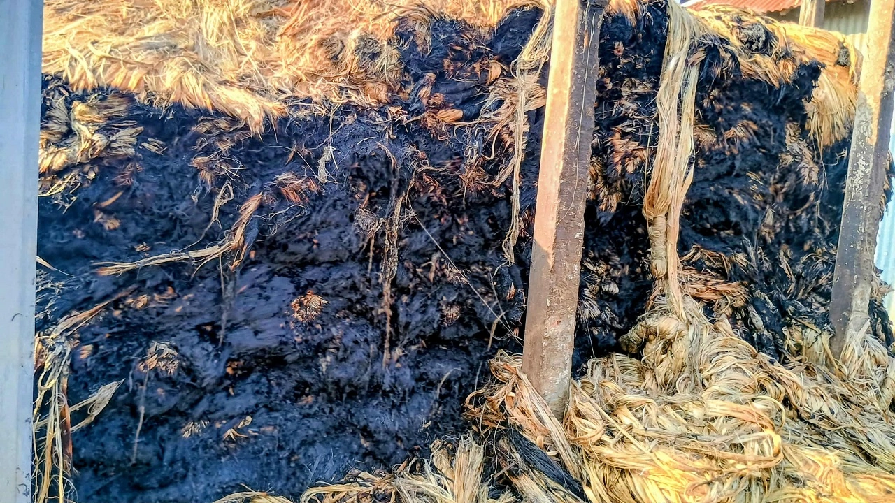 অগ্নিকোণ্ডে পুড়ে যাওয়া পাট। ছবি: এনপিবি