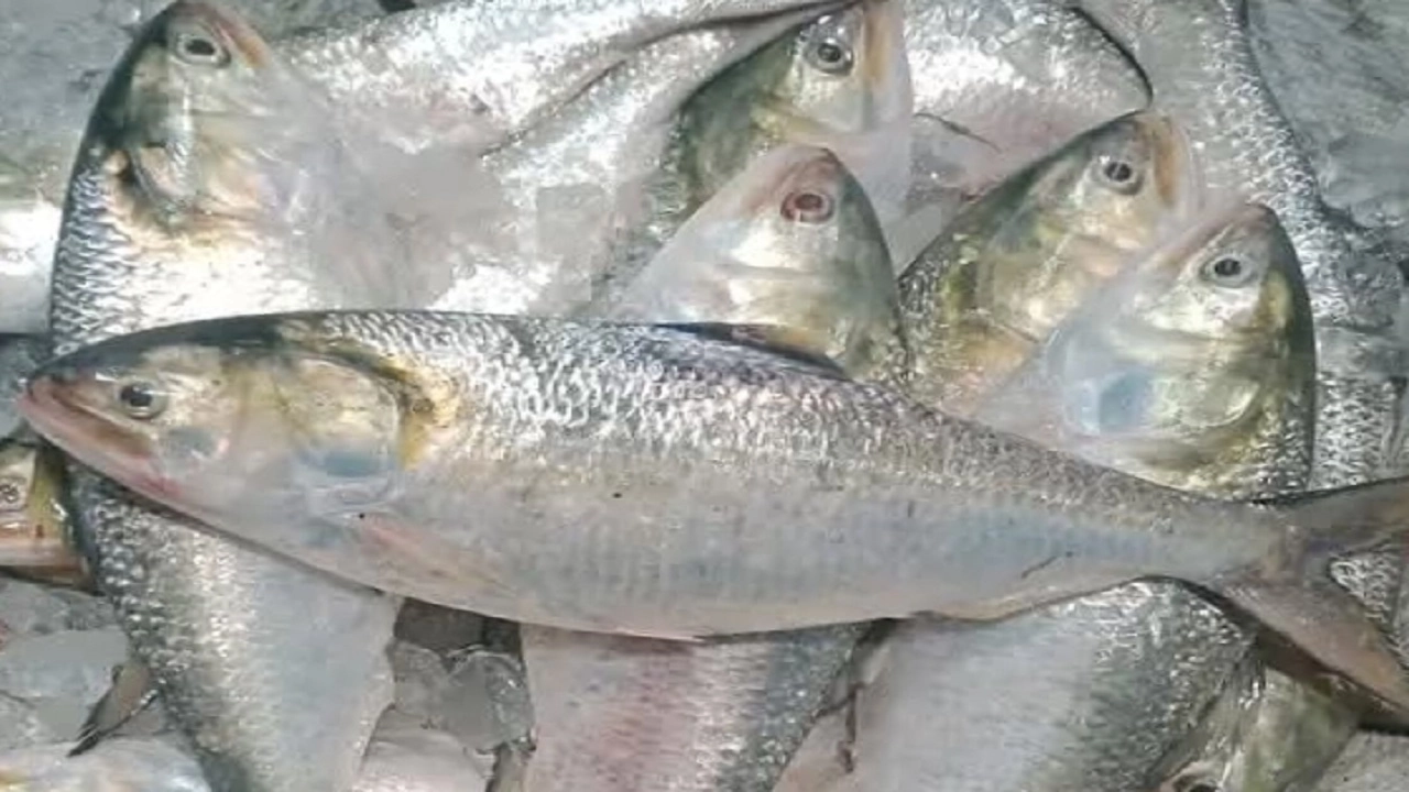 ফাইল ছবি