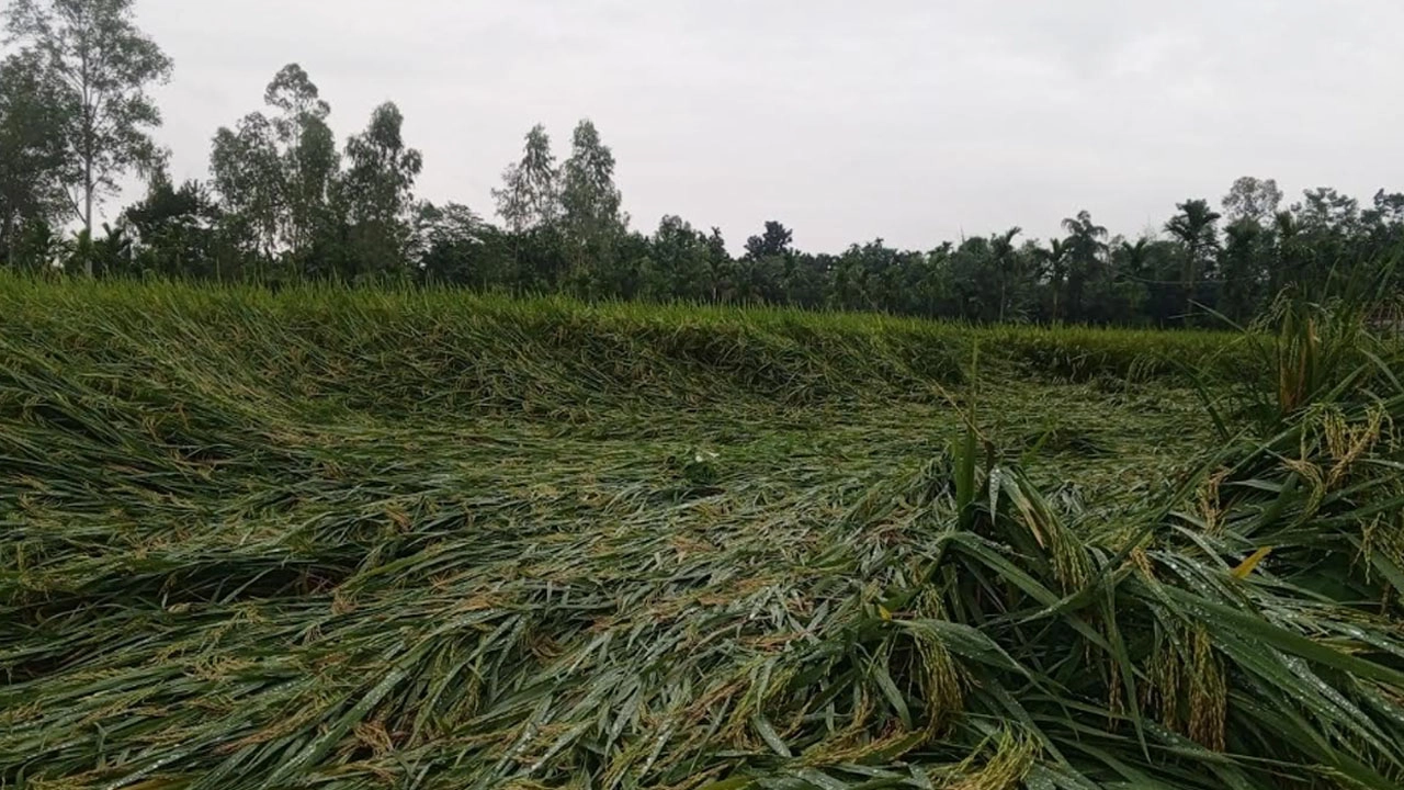 বৃষ্টি ও ঝোড়ো হাওয়ায় কুড়িগ্রামে আমন ধানের ক্ষতির শঙ্কা