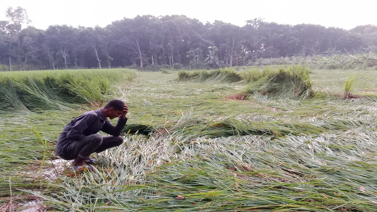 ডুবে গেছে জমির পাকা, আধাপাকা ধান