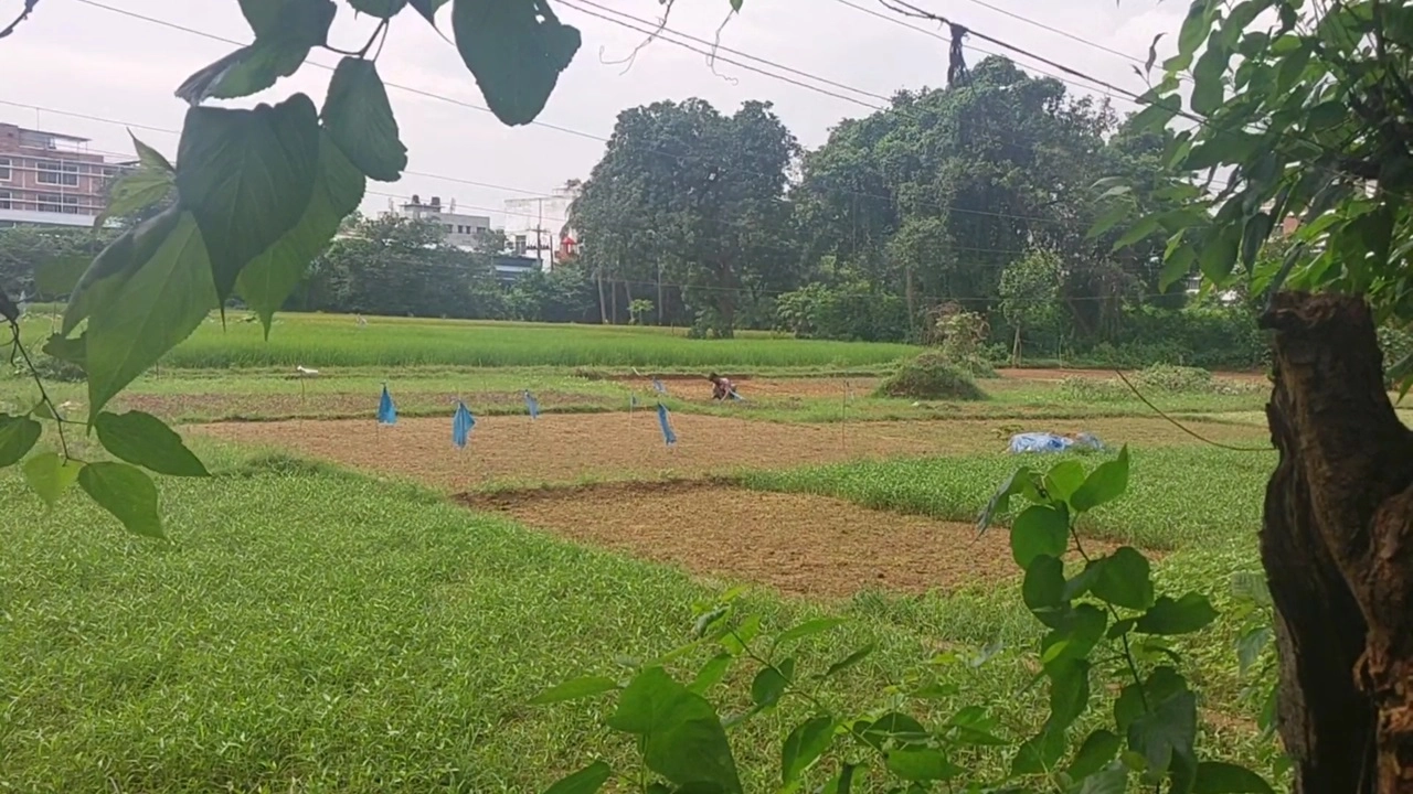 ছবি: এনপিবি নিউজ