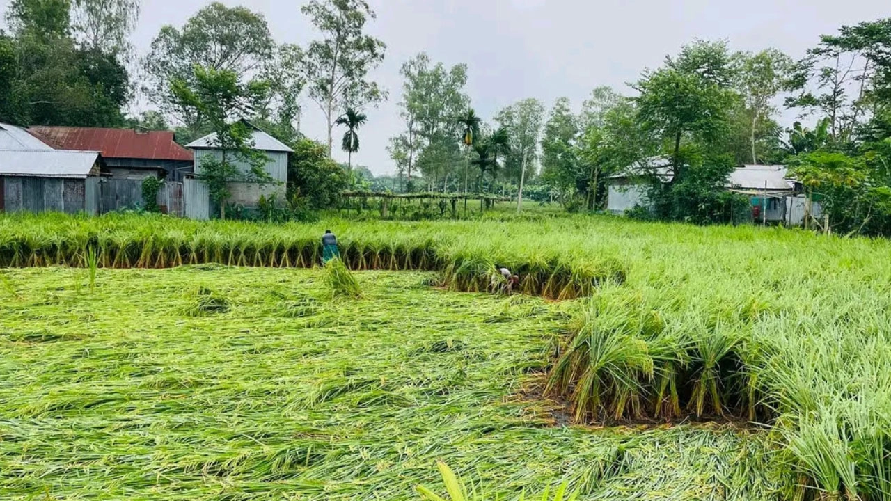 মাদারগঞ্জে টানা বর্ষণে আমন ধানের ক্ষতি কৃষকের মাথায় হাত