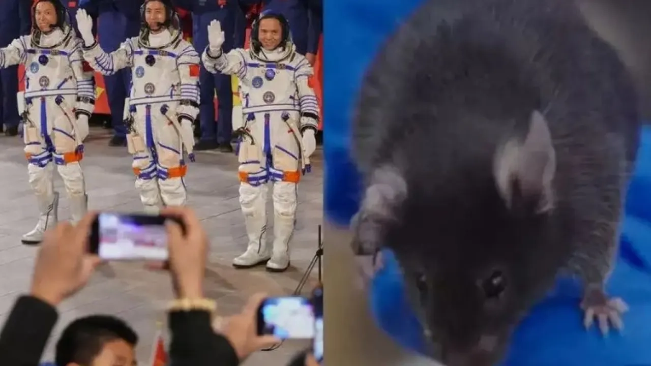 চীনা নভোচারী ও কালো জাতের ইঁদুর