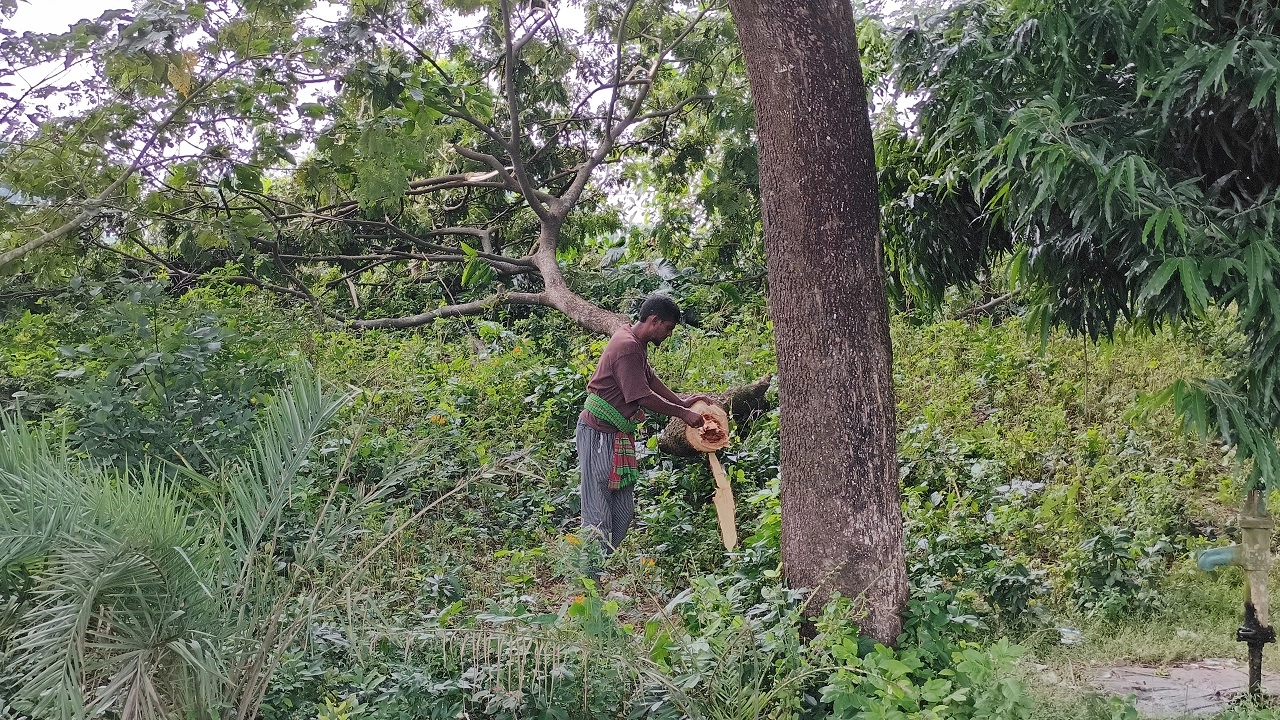 শৈলকূপায় গাছ থেকে পড়ে এক কাঠ ব্যবসায়ীর মৃত্যু হয়েছে।