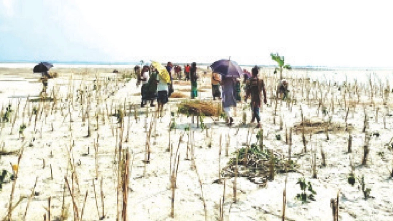 ব্রহ্মপুত্র নদীর তীরে নিজেদের অর্থে ও স্বেচ্ছাশ্রমে গড়ে তুলছেন এক ‘প্রাকৃতিক বাঁধ’। ছবি: এনপিবি