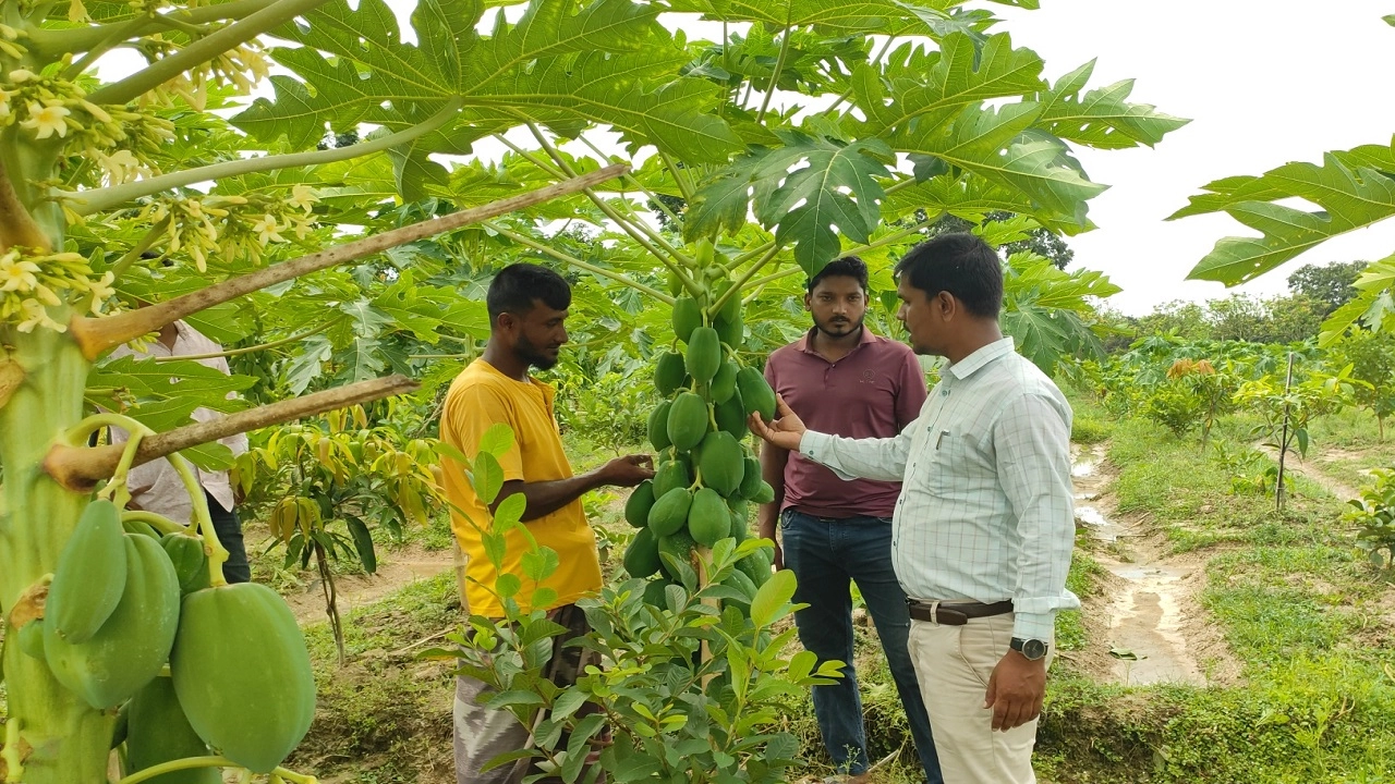 পেঁপে চাষে ব্যস্ত সময় পার করছেন কৃষকেরা