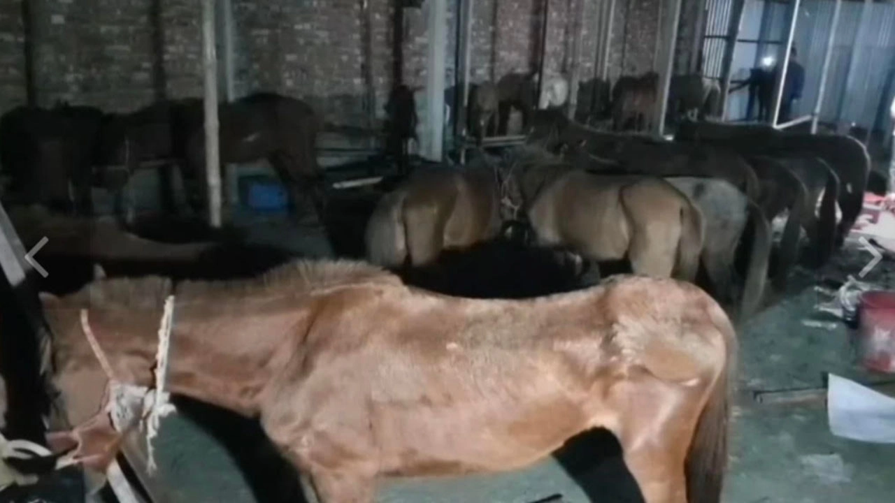 গাজীপুরে ৩৭ টি রুগ্ন ঘোড়া ও ৫ মণ ঘোড়ার মাংস উদ্ধার