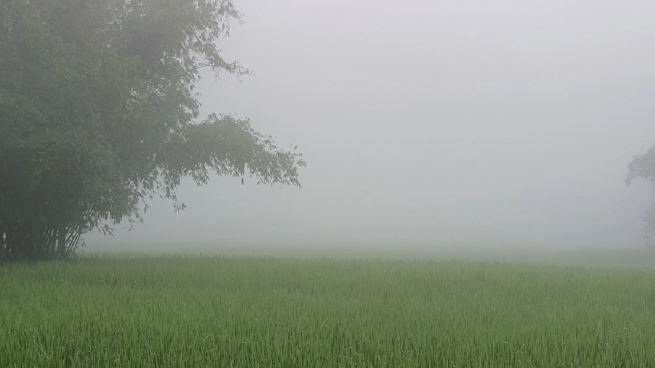 হঠাৎ করেই ঘন কুয়াশার চাদরে ঢেকে গেছে উত্তরের সীমান্তবর্তী জেলা লালমনিরহাট। ছবি: এনপিবি