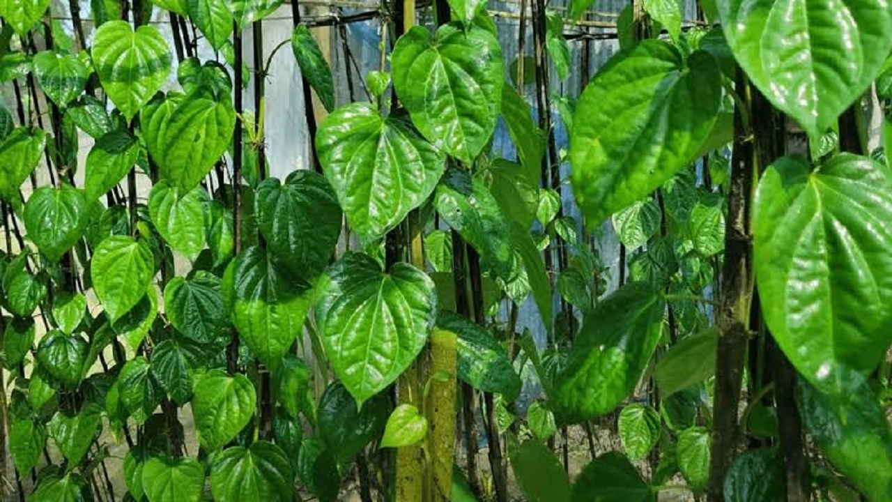 পানের বাম্পার ফলন