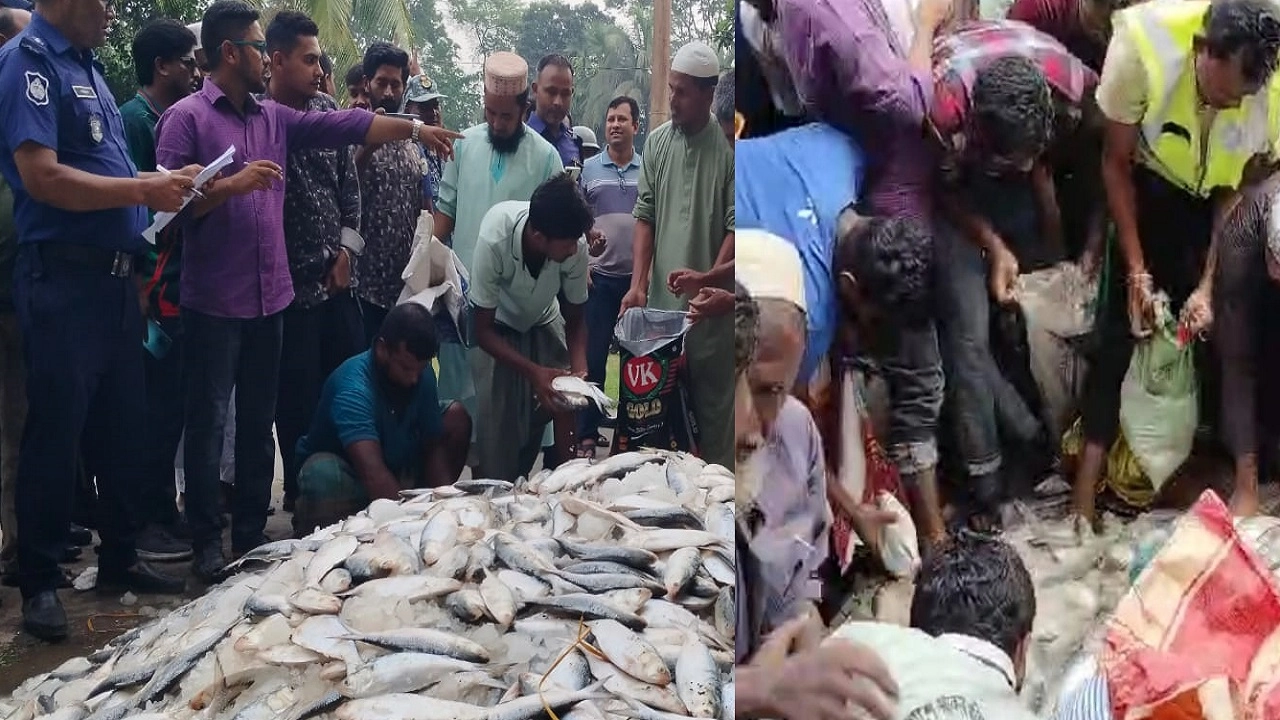 আটক করা জাটকা ইলিশ