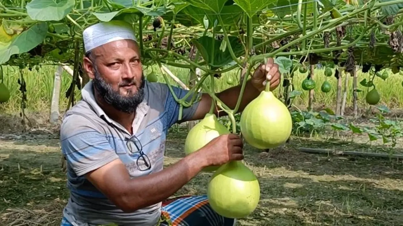 জমিতে মাচায় লাউ চাষ