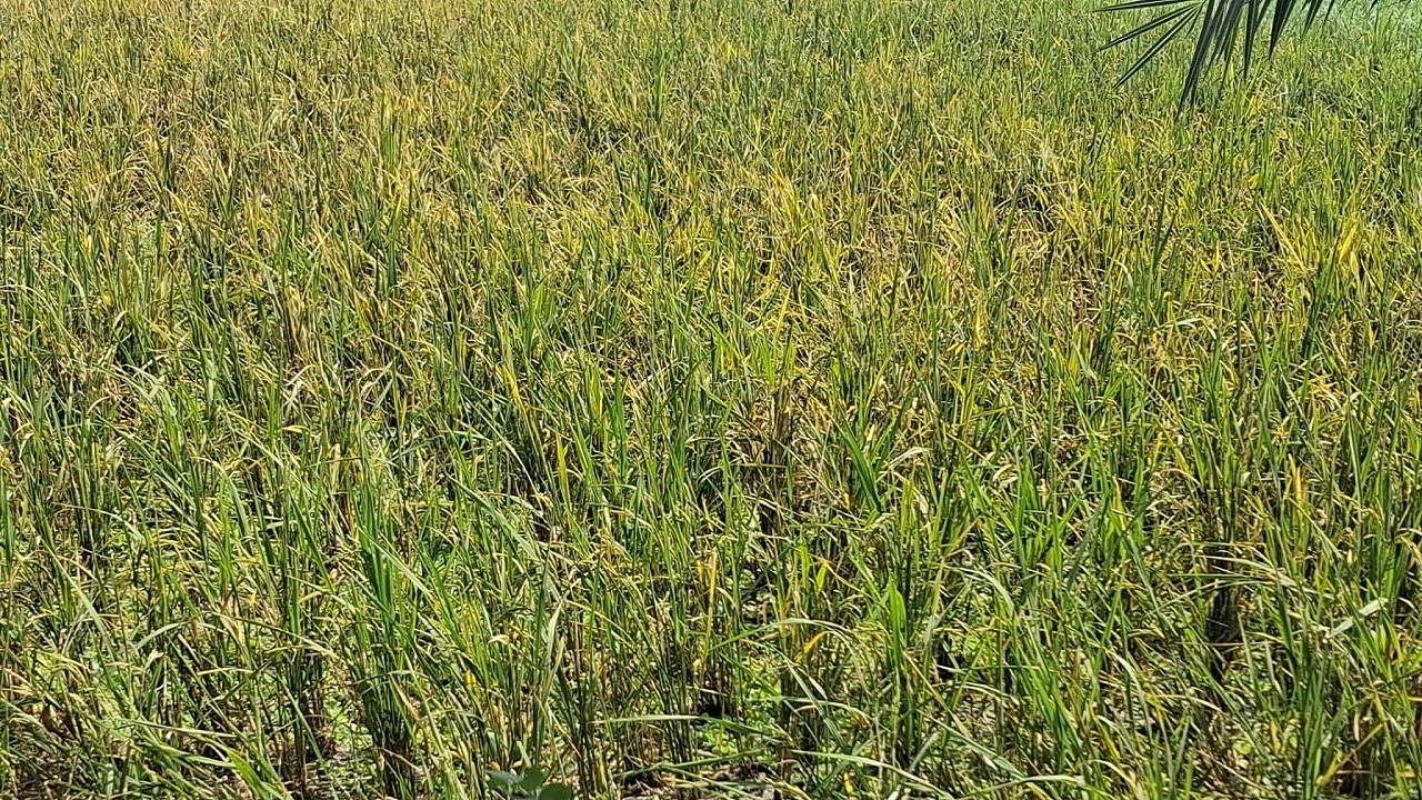 নাঙ্গলকোট উপজেলার গোমকোট গ্রামের কৃষক আব্দুল কাদেরের জমির আমন ধানে টুংরো ভাইরাসের আক্রমণ