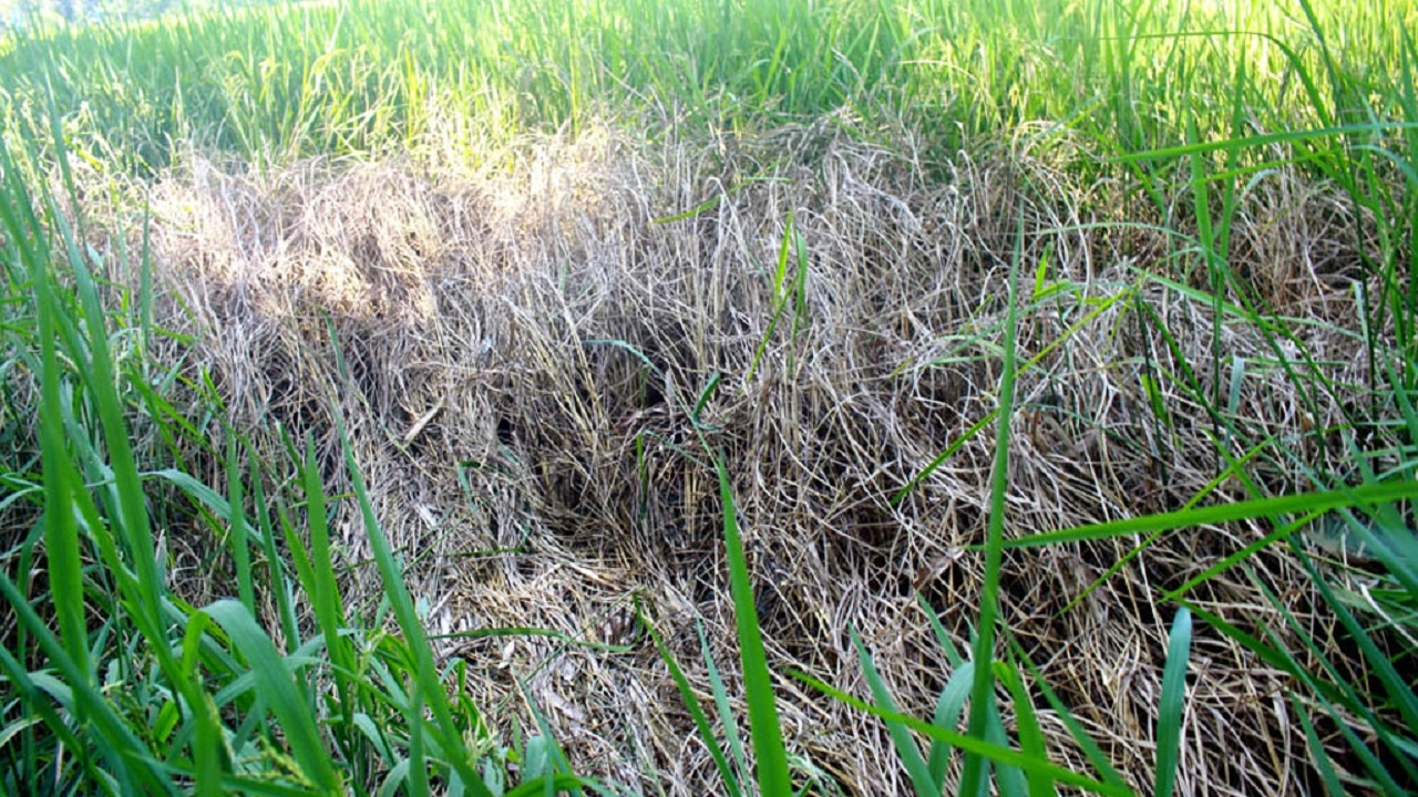 ‎কুড়িগ্রামের বিভিন্ন উপজেলার আমন ধানের ক্ষেতে দেখা দিয়েছে ভয়াবহ কারেন্ট পোকার আক্রমণ। ছবি: এনপিবি