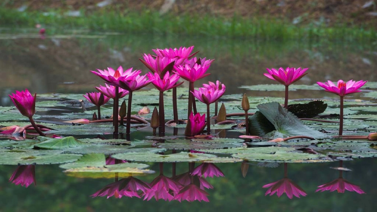 মেহেরপুর ফায়ার সার্ভিস ঘটনাস্থলে পৌঁছে মরদেহ উদ্ধার করে।
