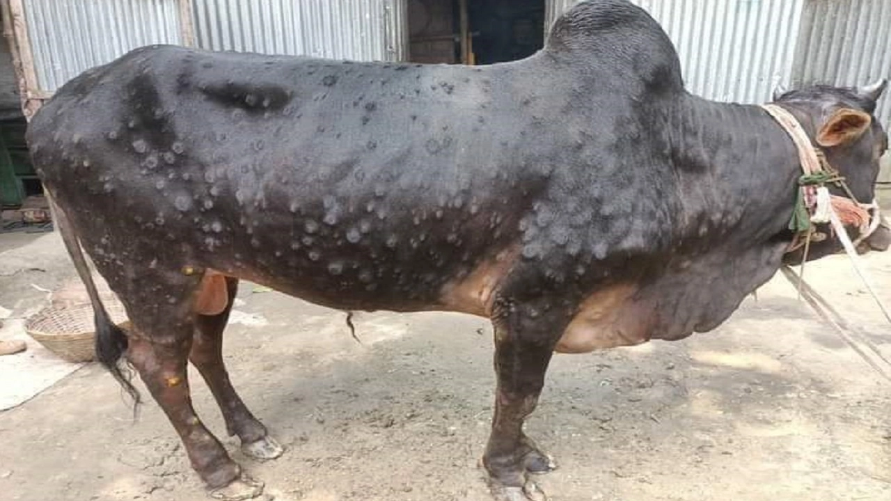 লাম্পি স্কিন ডিজিজে (এলএসডি) আক্রান্ত গরু। ফাইল ছবি