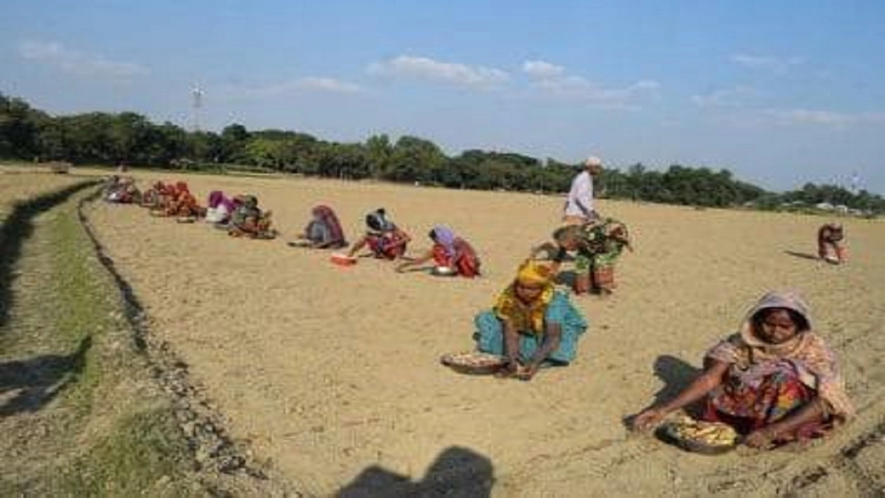 কুড়িগ্রামে আগাম আলু চাষের প্রস্তুতি। ছবি: এনপিবি