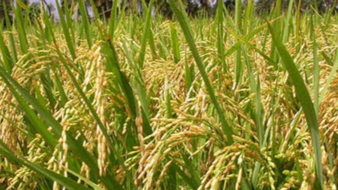 আমন ধানের বাম্পার ফলনের আশায় কৃষক 