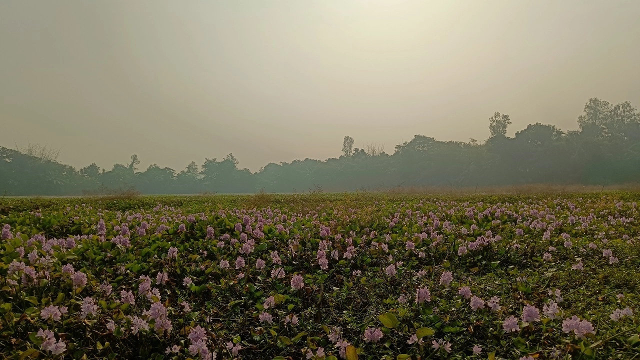 কচুরিপানা