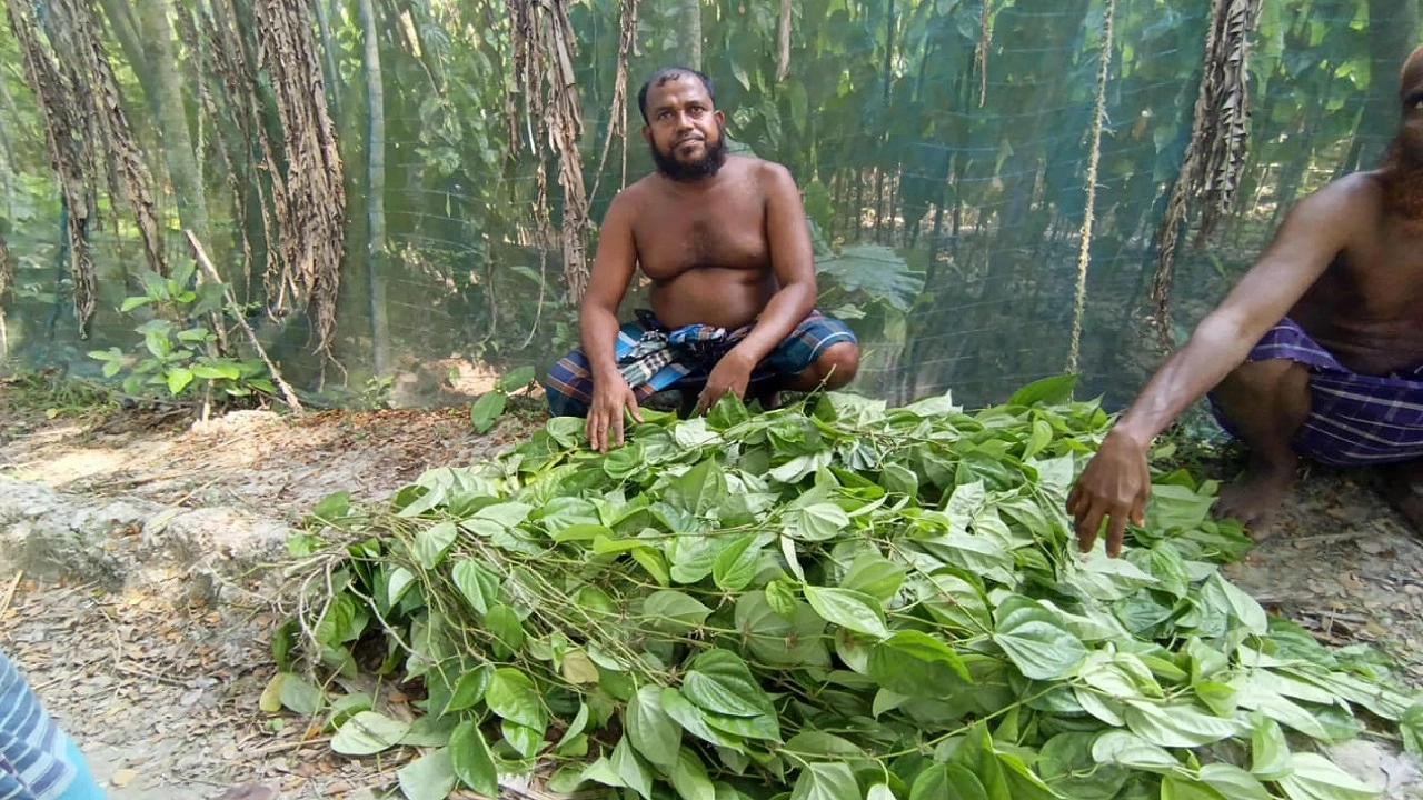 ক্ষতিগ্রস্ত পানচাষি স্বপন মৃধা