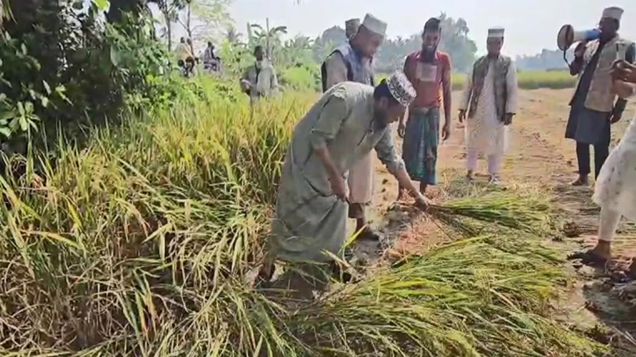 মাঠে নেমে কৃষকদের ধান কাটতে সহায়তা করেন মাওলানা মুফতি আমির হামজা
