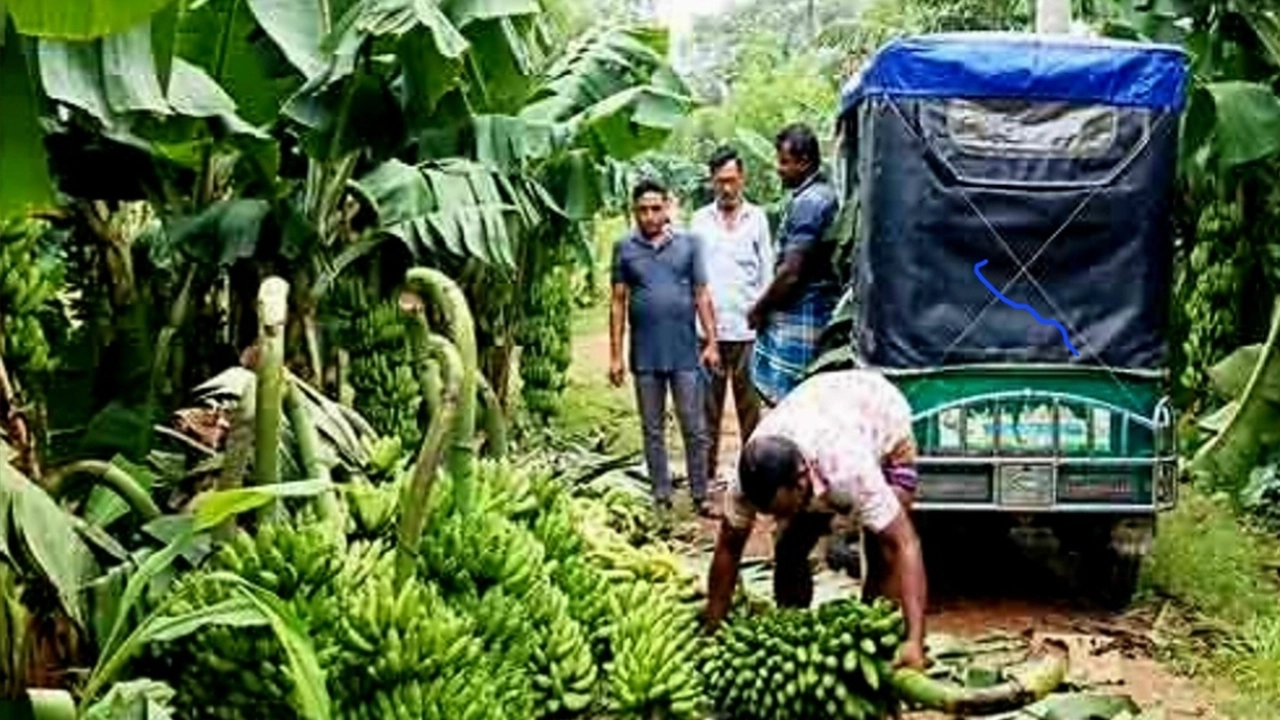 কলা চাষ করে লাভবান হচ্ছেন চাষিরা। ছবি: এনপিবি