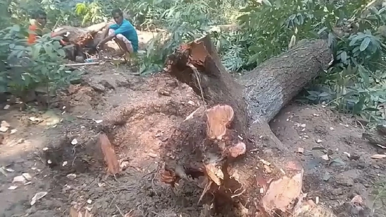 কেটে ফেলা গাছ