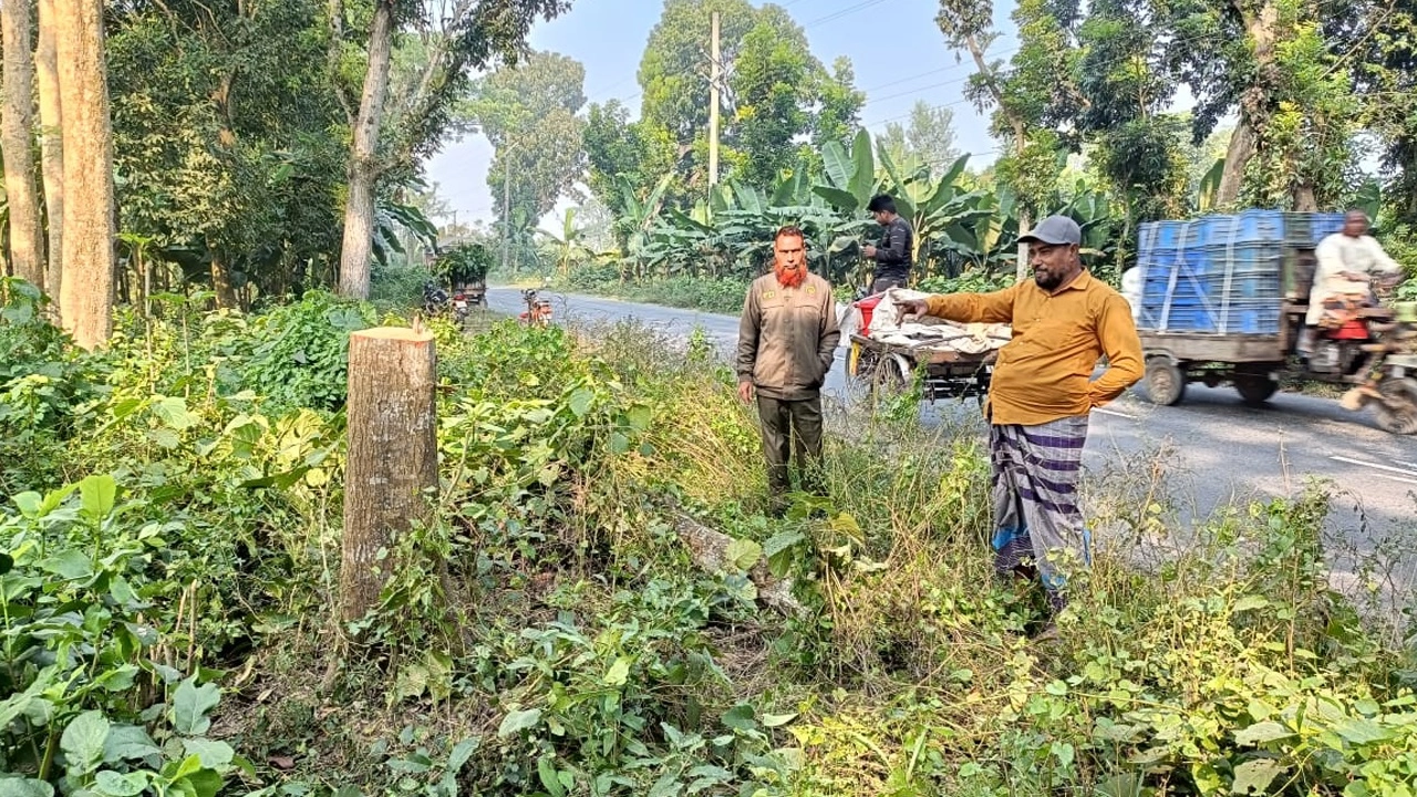 ঝিনাইদহের মহেশপুরে সড়কের ওপর গাছ ফেলে ডাকাতি