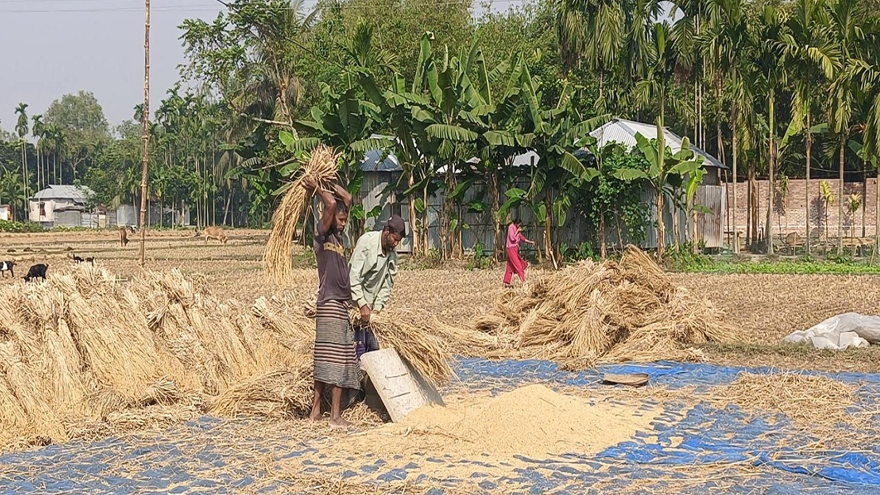ধান নিয়ে ব্যস্ত সময় পাড় করছেন কৃষকরা