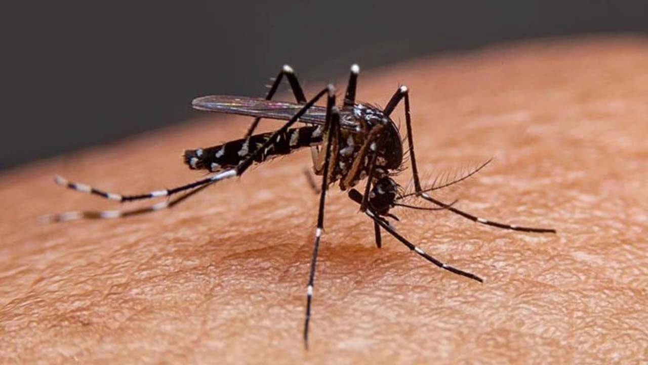 এডিস মশা