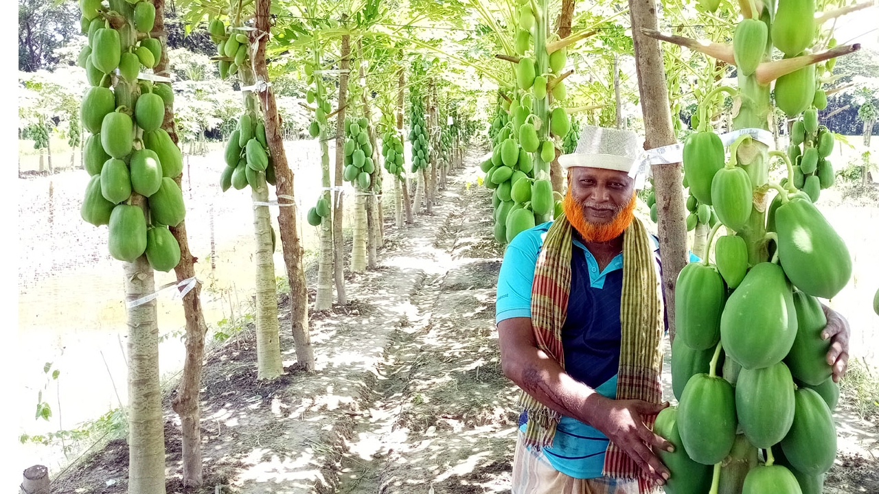 শিক্ষকতার পাশাপাশি কৃষিকাজে দেখিয়েছেন দারুণ সাফল্য