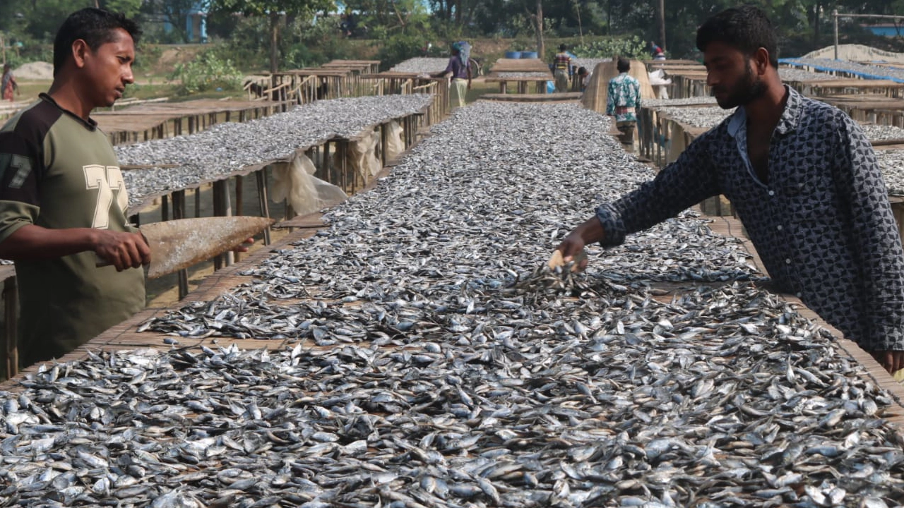 শুটকির উৎপাদন শুরু করেছে পাবনার শুটকি খামারিরা