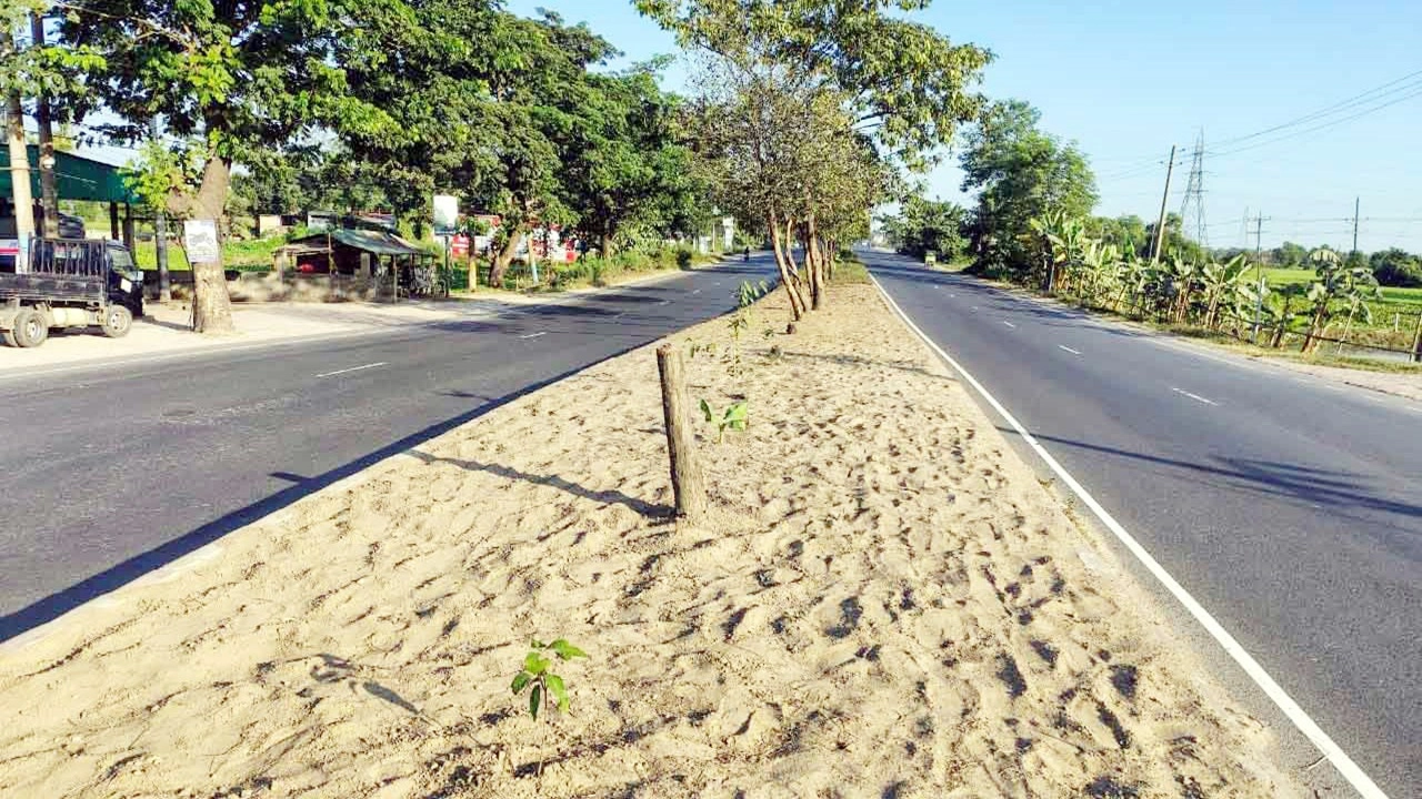 সড়ক বিভাজকে রোপণ করা বকুল গাছ কেটে ফেলা হয়েছে