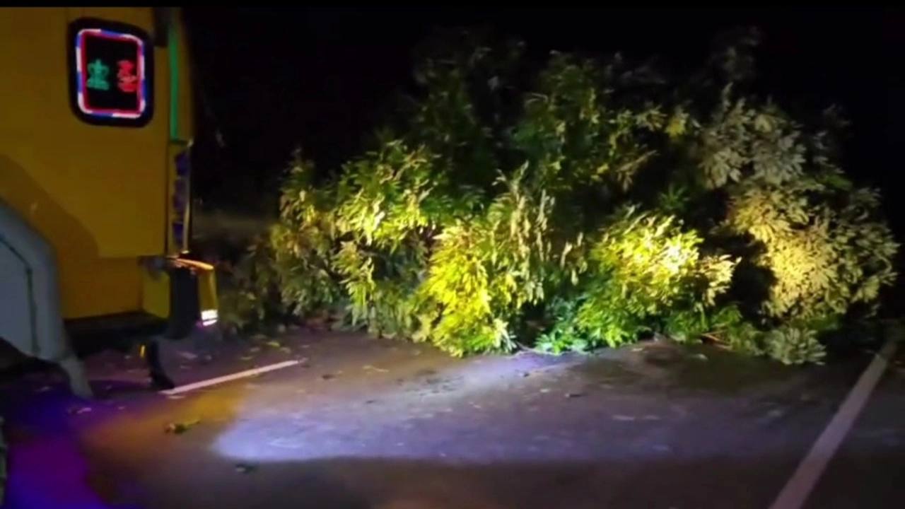 পাকুন্দিয়া উপজেলার শ্রীরামদী এলাকায় সড়কের ওপর বড় একটি লিচু গাছ কেটে ফেলে সড়ক অবরোধ সৃষ্টি করে