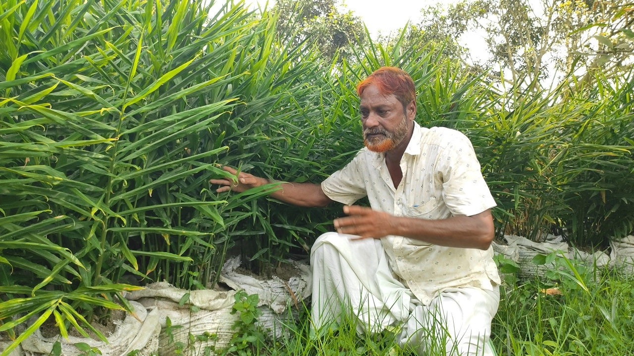 ভোলাহাটের দলদলী গ্রামের আলমাস আলী