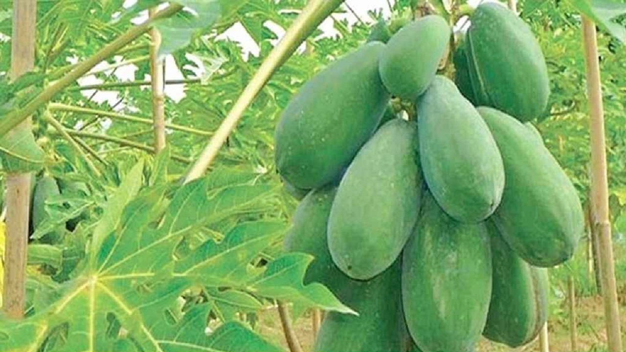 কাচা পেপে