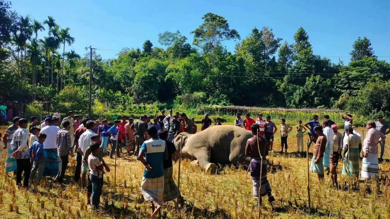 বন্য হাতি নিহত