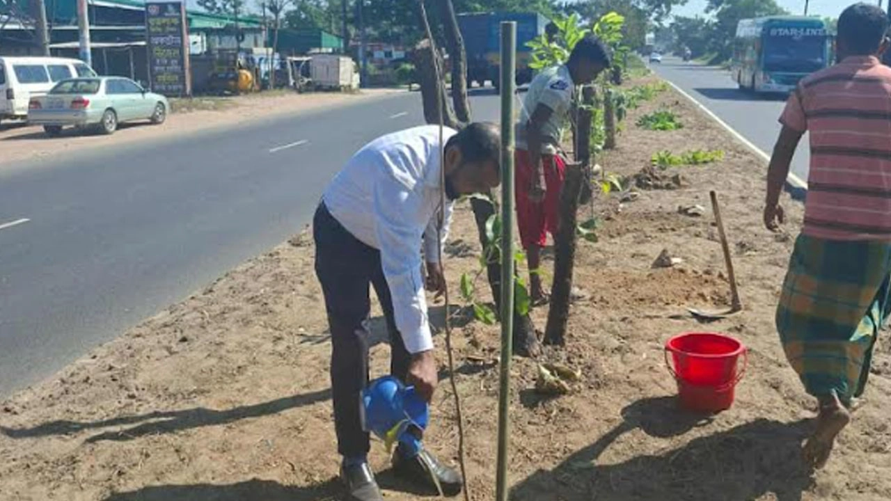 মহাসড়কে নতুন করে ৮০ বকুলগাছ রোপণ করেছে সওজ