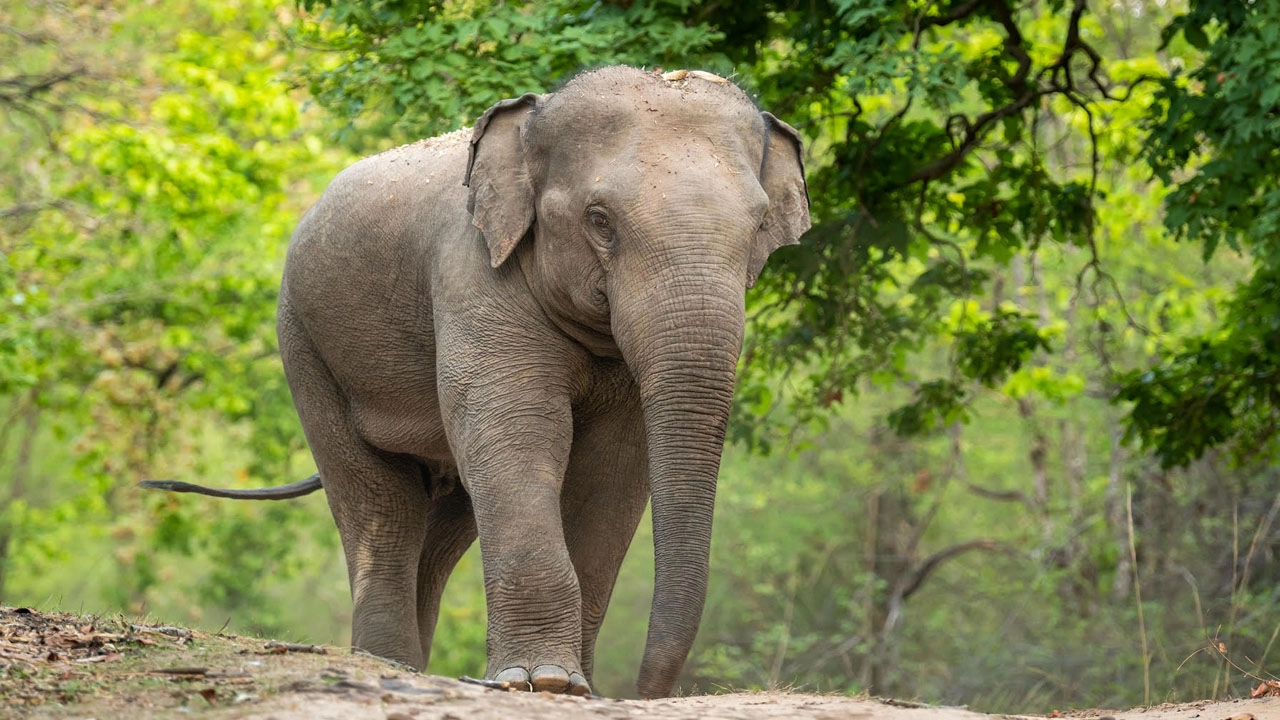 বন্য হাতি