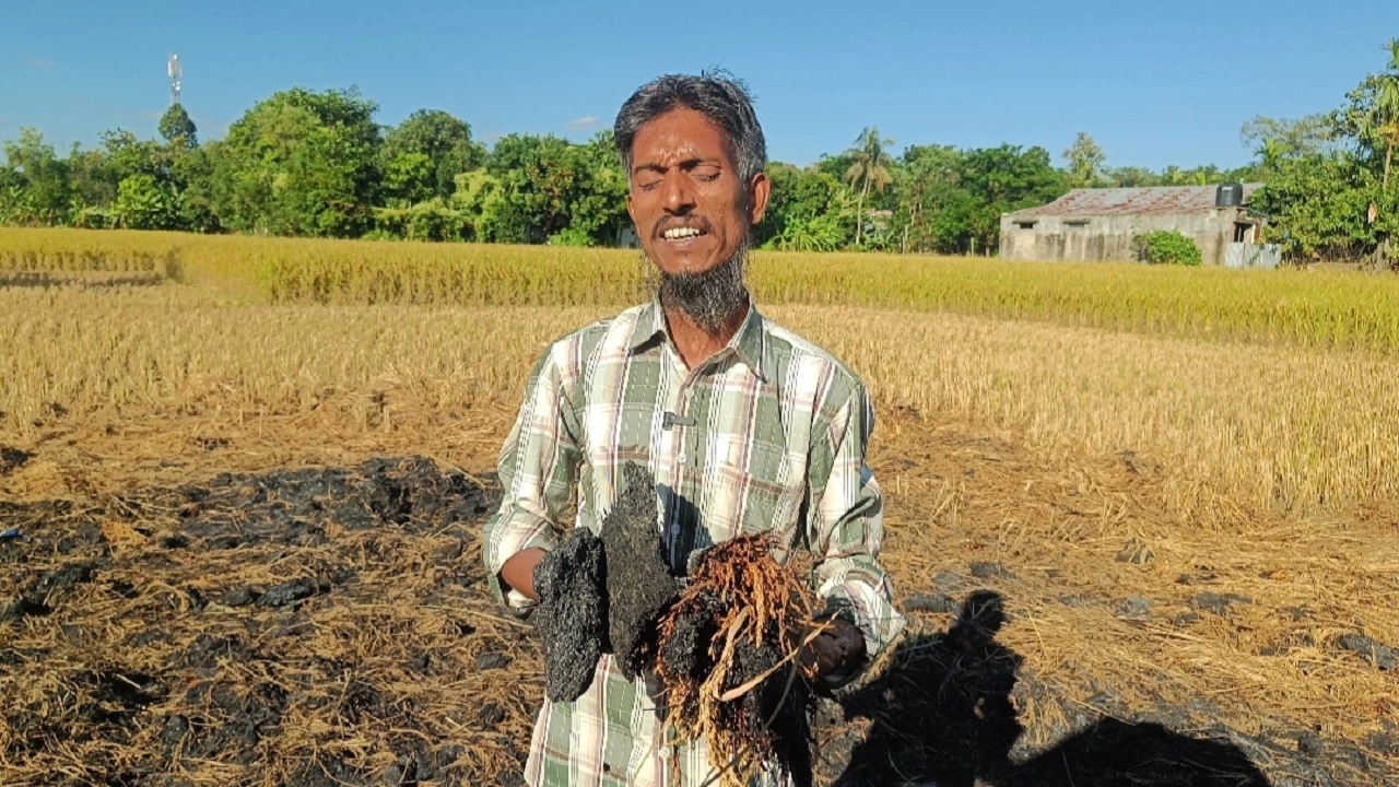দুর্বৃত্তের আগুনে পুড়ল দরিদ্র কৃষকের কাটা ধান