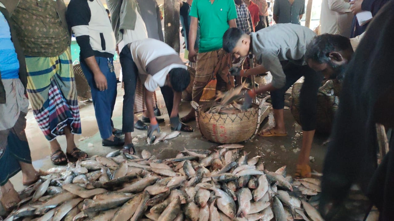 ইলিশ মাছ