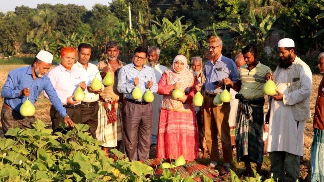 লাউ চাষিরা
