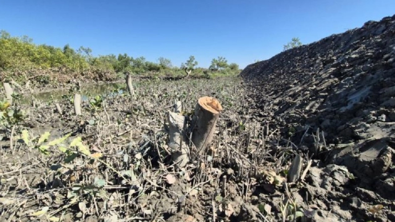 প্যারাবন উজাড়