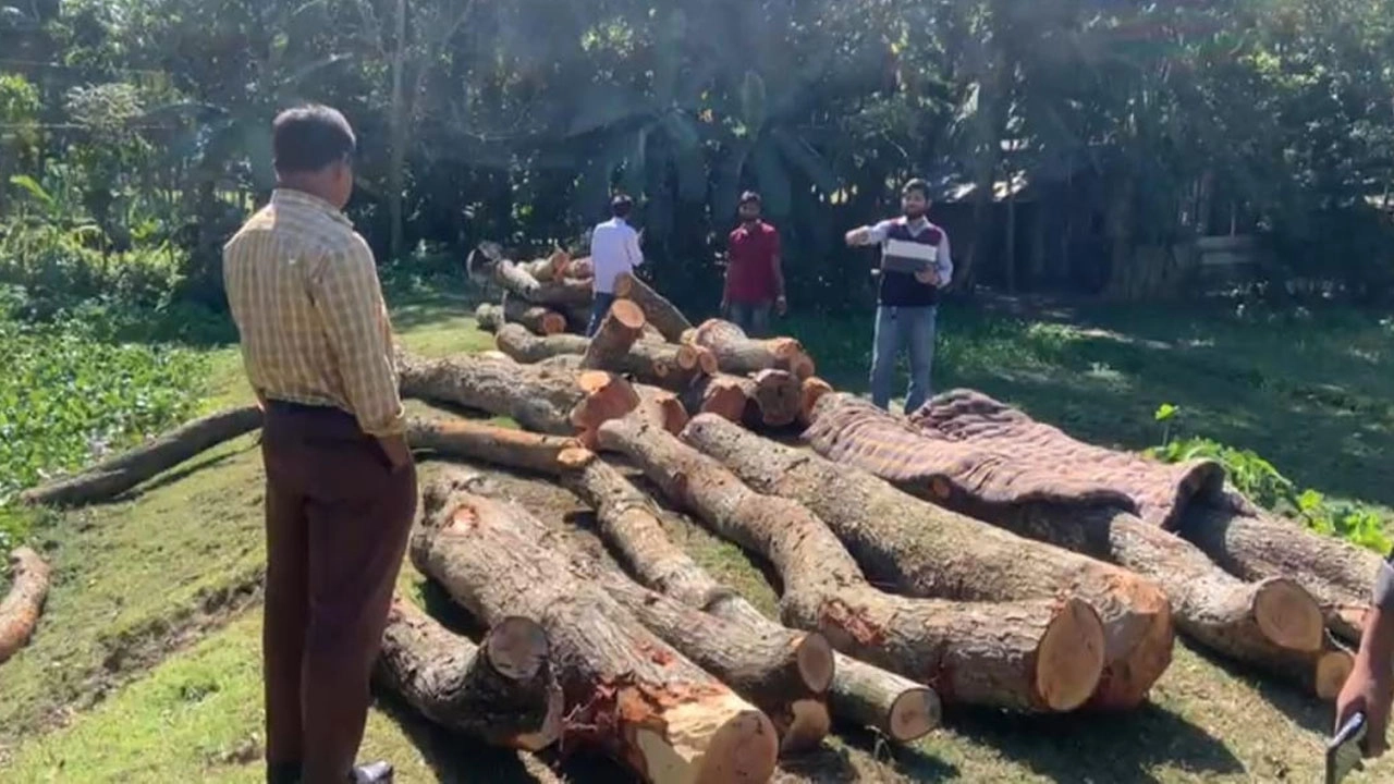 নেত্রকোণায় অনুমতি ছাড়াই সরকারি গাছ কাটলেন ঠিকাদার