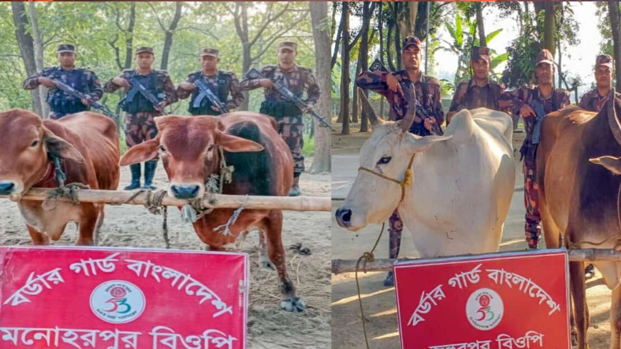 চাঁপাইনবাবগঞ্জে পৃথক পৃথক অভিযানে ৮টি ভারতীয় গরু উদ্ধার 